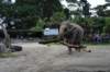 elephant22ndjanuary2011137_small.jpg