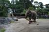 elephant22ndjanuary2011138_small.jpg