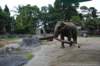 elephant22ndjanuary2011139_small.jpg