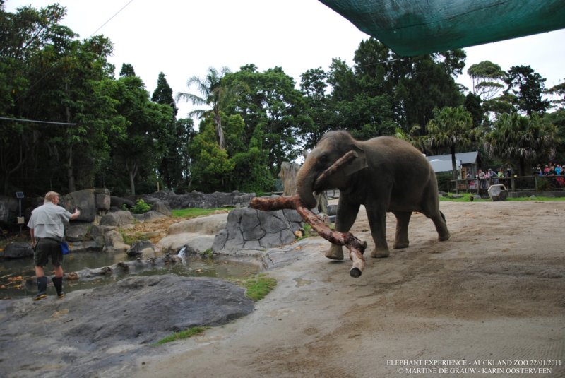 elephant22ndjanuary2011140.jpg
