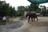 elephant22ndjanuary2011140_small.jpg