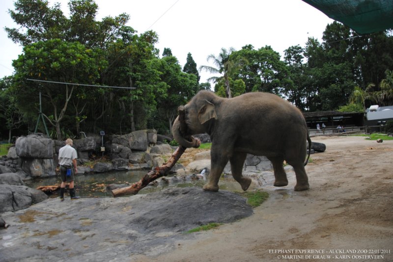 elephant22ndjanuary2011141.jpg