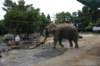 elephant22ndjanuary2011141_small.jpg