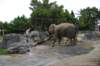 elephant22ndjanuary2011142_small.jpg