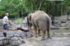 elephant22ndjanuary2011143_small.jpg