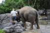 elephant22ndjanuary2011144_small.jpg