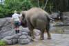 elephant22ndjanuary2011145_small.jpg