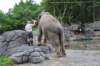 elephant22ndjanuary2011146_small.jpg