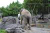 elephant22ndjanuary2011147_small.jpg