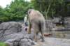 elephant22ndjanuary2011148_small.jpg