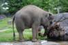 elephant22ndjanuary2011149_small.jpg