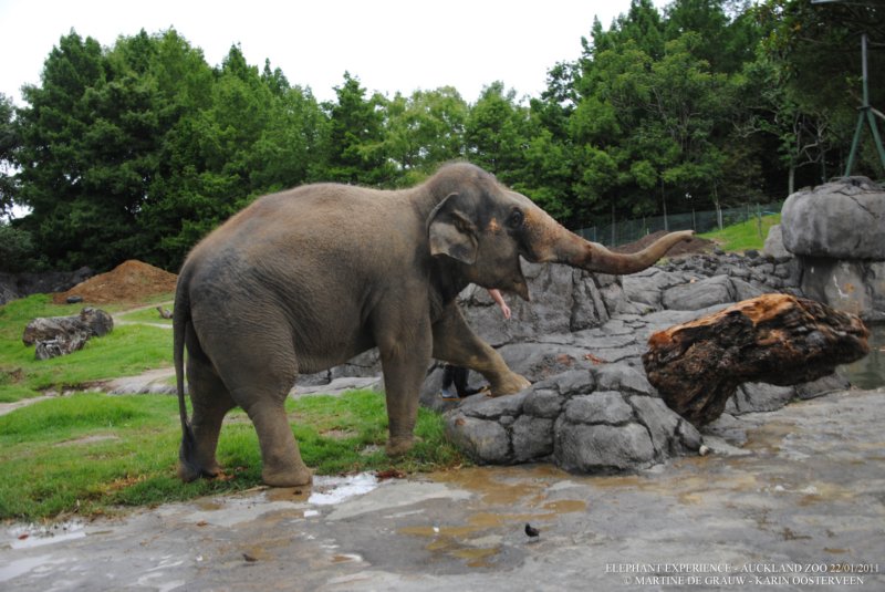 elephant22ndjanuary2011150.jpg