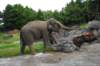 elephant22ndjanuary2011150_small.jpg