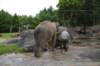 elephant22ndjanuary2011151_small.jpg