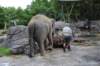 elephant22ndjanuary2011152_small.jpg