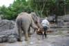 elephant22ndjanuary2011153_small.jpg