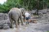 elephant22ndjanuary2011154_small.jpg