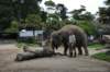elephant22ndjanuary2011155_small.jpg