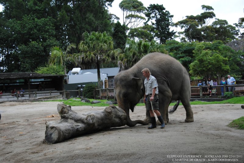 elephant22ndjanuary2011156.jpg
