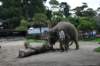 elephant22ndjanuary2011156_small.jpg