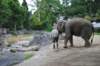 elephant22ndjanuary2011157_small.jpg