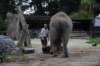 elephant22ndjanuary2011158_small.jpg