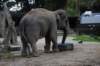 elephant22ndjanuary2011159_small.jpg