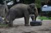 elephant22ndjanuary2011160_small.jpg