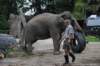 elephant22ndjanuary2011161_small.jpg