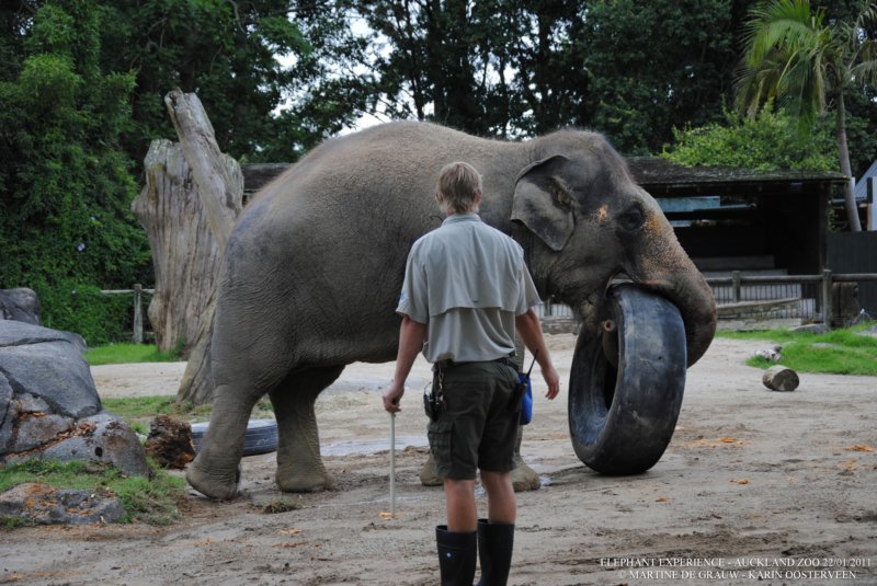 elephant22ndjanuary2011162.jpg