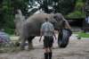 elephant22ndjanuary2011162_small.jpg
