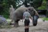 elephant22ndjanuary2011163_small.jpg