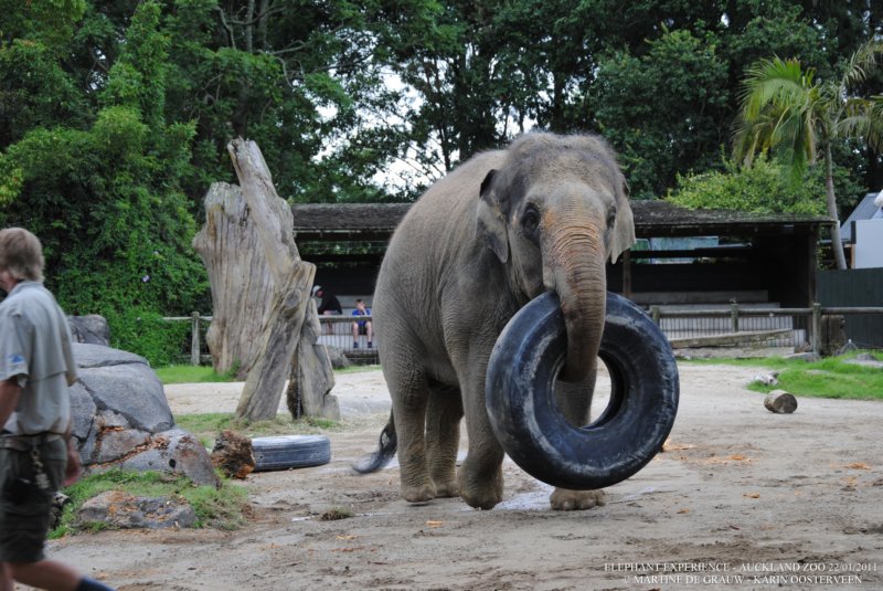 elephant22ndjanuary2011165.jpg