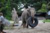 elephant22ndjanuary2011165_small.jpg