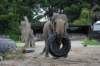 elephant22ndjanuary2011166_small.jpg