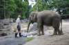 elephant22ndjanuary2011167_small.jpg