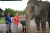elephant22ndjanuary2011168_small.jpg