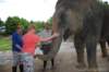 elephant22ndjanuary2011169_small.jpg
