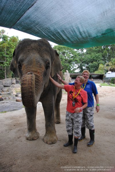 elephant22ndjanuary2011170.jpg