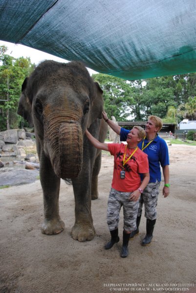 elephant22ndjanuary2011172.jpg