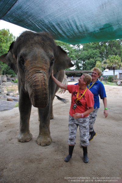 elephant22ndjanuary2011173.jpg