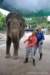 elephant22ndjanuary2011174_small.jpg