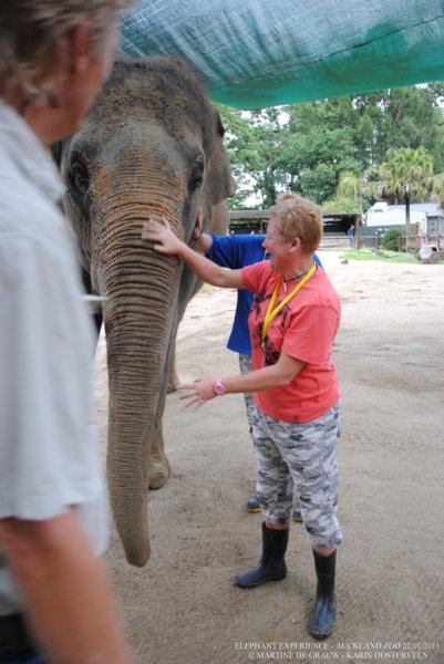 elephant22ndjanuary2011176.jpg