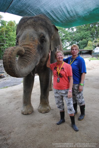 elephant22ndjanuary2011180.jpg