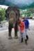 elephant22ndjanuary2011181_small.jpg