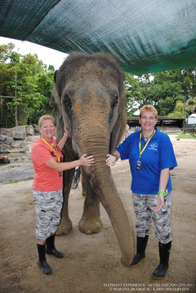 elephant22ndjanuary2011184.jpg