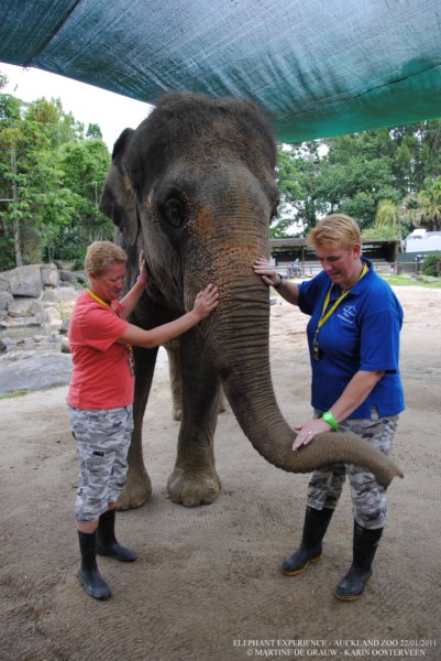 elephant22ndjanuary2011187.jpg