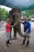 elephant22ndjanuary2011187_small.jpg