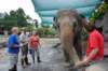 elephant22ndjanuary2011192_small.jpg