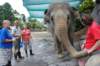 elephant22ndjanuary2011193_small.jpg